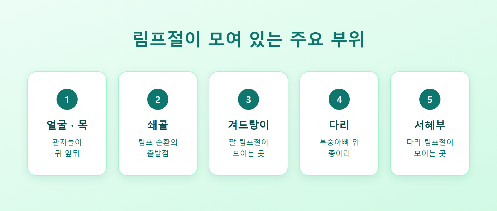 얼굴·목·겨드랑이·다리·서혜부 등 림프절 위치를 표시한 전신 다이어그램