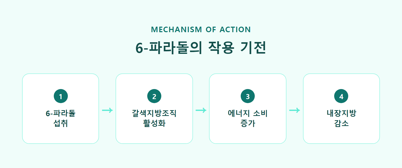 6-파라돌 섭취부터 내장지방 감소로 이어지는 작용 기전