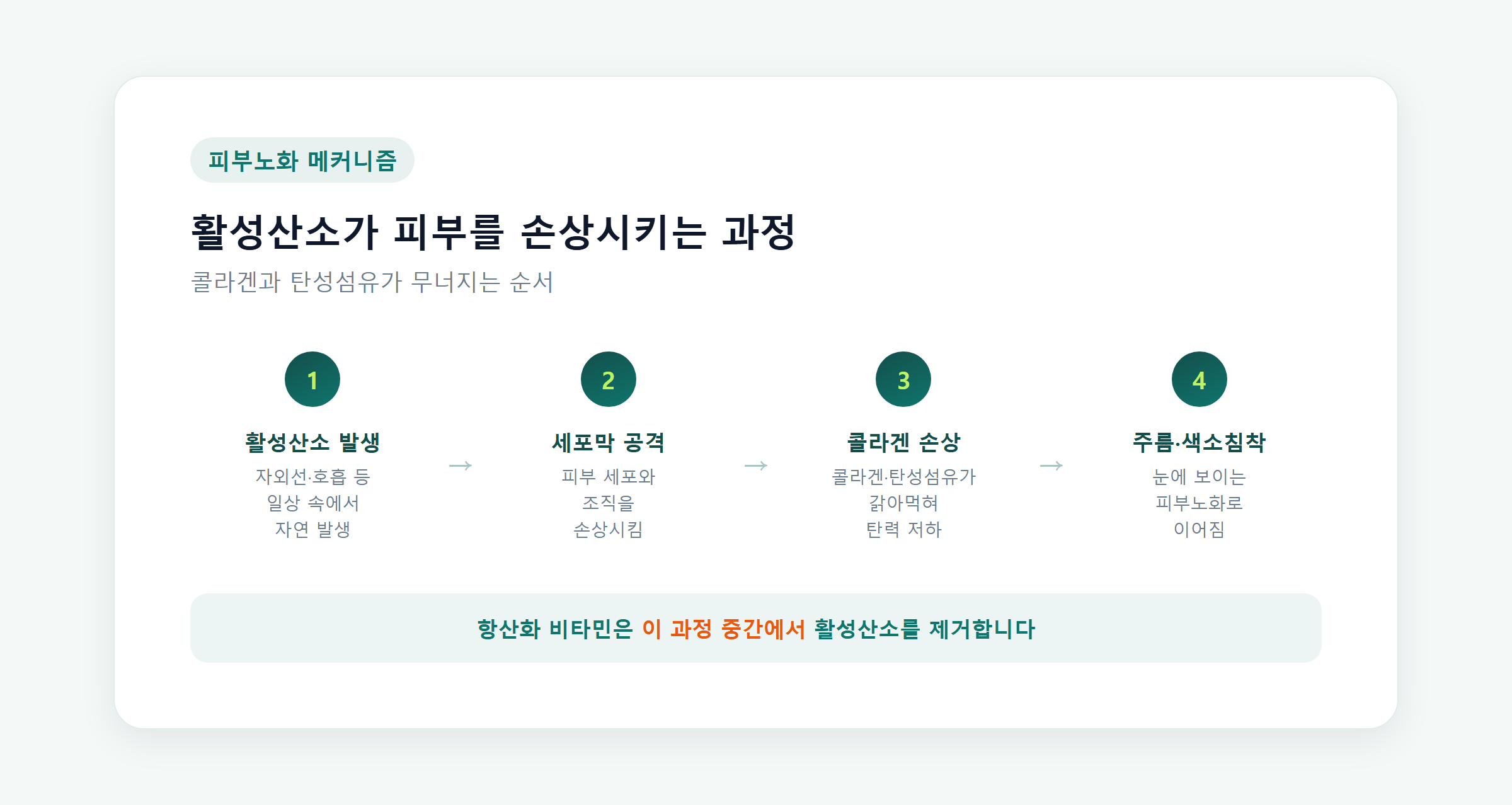 활성산소가 피부 세포의 콜라겐과 탄성섬유를 손상시키는 과정